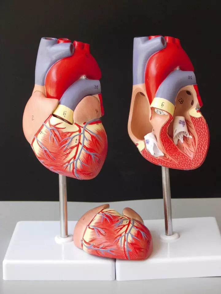 MerchsMate® 1: 1 human heart model color medical heart anatomy teaching model natural size with mark number