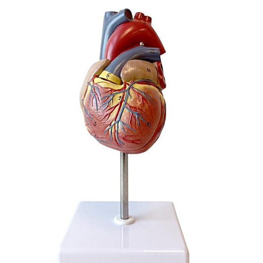 MerchsMate® 1: 1 human heart model color medical heart anatomy teaching model natural size with mark number